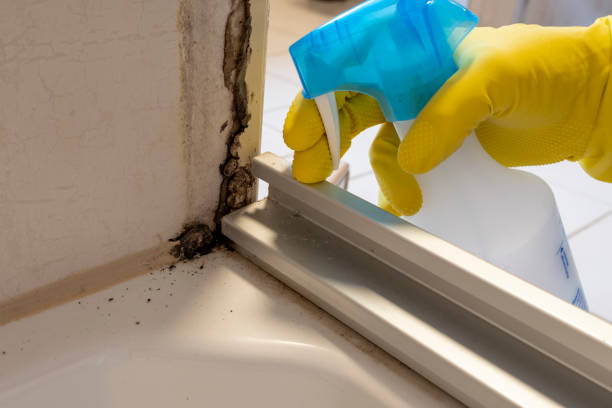 Best Insurance-Related Mold Remediation in Calumet City, IL
