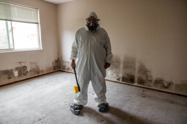 Best Residential Mold Remediation in Calumet City, IL