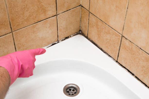 Best Crawl Space Mold Remediation in Calumet City, IL
